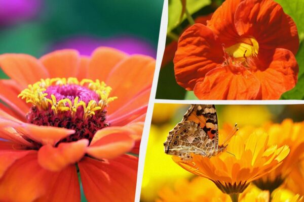 ШОК! Ці 10 квітів потрібно посіяти в червні, щоб сусіди луснули від заздрості!