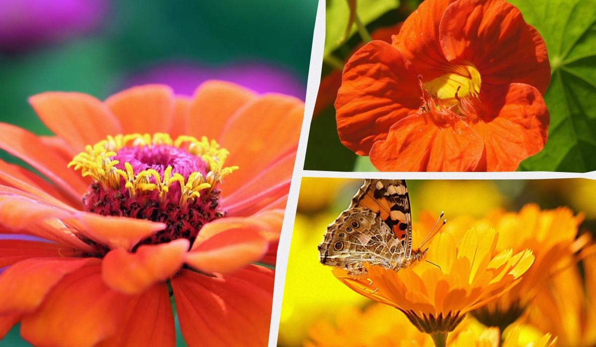 ШОК! Ці 10 квітів потрібно посіяти в червні, щоб сусіди луснули від заздрості!