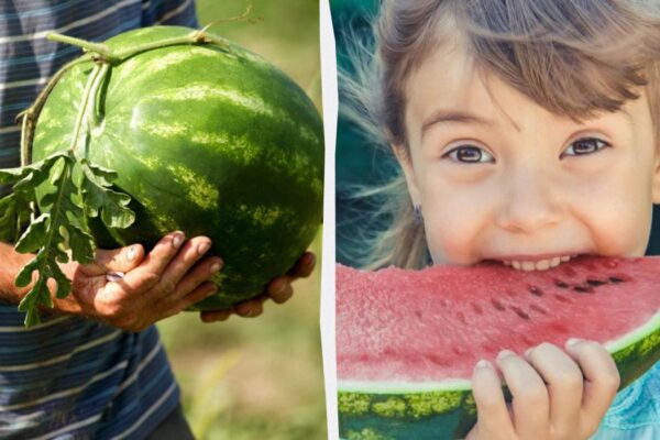 ШОК! Фермер розкрив СЕКРЕТ ідеального кавуна: одна ознака, і ви більше ніколи не помилитесь!