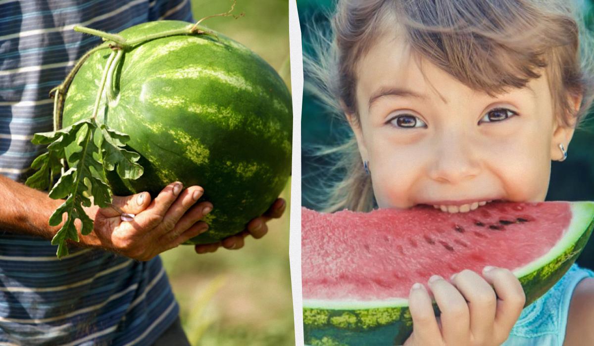 ШОК! Фермер розкрив СЕКРЕТ ідеального кавуна: одна ознака, і ви більше ніколи не помилитесь!