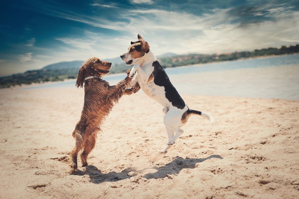 Неочевидні факти про собак